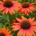 Oranžinė ežiuolė ‘Orange Pearl’