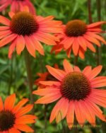 Oranžinė ežiuolė ‘Orange Pearl’
