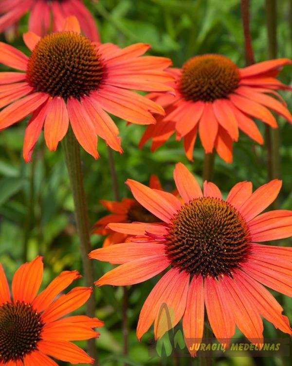 0346 Oranžinė ežiuolė ‘Orange Pearl’ - Image 1