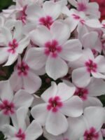 Šluotelinė floksa ‘Flame® White Eye’ - Image 2