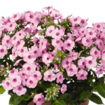 Šluotelinė floksa ‘Flame® Pro Soft Pink’ - Image 2