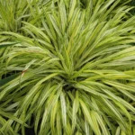 Aukso spalvos hakonechloa