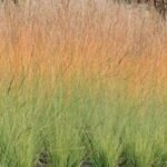 Pilkasis molinija ‘Heidebraut’
