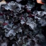 Mišrioji heuchera ‘Black Pearl’ - Image 2
