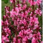 Gaura BABY BUTTERFLY DARK PINK