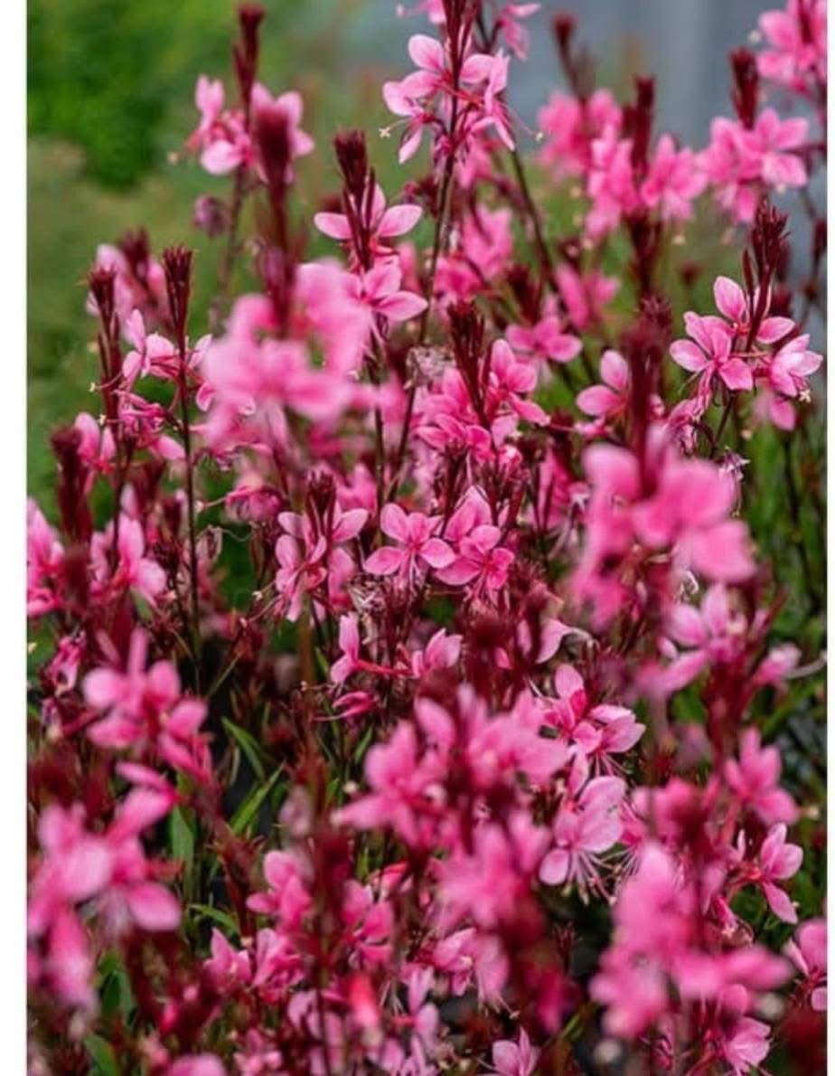 IMG_0214 Gaura BABY BUTTERFLY DARK PINK - Image 1