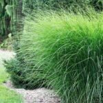 Miskantas (Miscanthus sinensis)