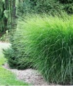 Miskantas (Miscanthus sinensis)