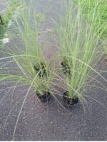 Miskantas (Miscanthus sinensis) - Image 2
