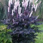 Blakėžudė Lot Black Negligee Actaea simplex