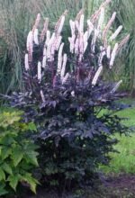 Blakėžudė Lot Black Negligee Actaea simplex