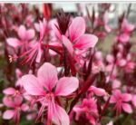 Gaura BABY BUTTERFLY DARK PINK - Image 2