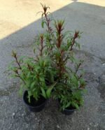 Gaura BABY BUTTERFLY DARK PINK - Image 3