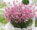 Gaura BABY BUTTERFLY DARK PINK - Image 5