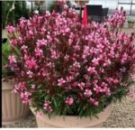 Gaura BABY BUTTERFLY DARK PINK - Image 6