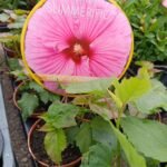 KINROŽĖ pelkinė (HIBISCUS moscheutos)