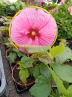 KINROŽĖ pelkinė (HIBISCUS moscheutos)
