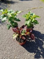 KINROŽĖ pelkinė (HIBISCUS moscheutos) - Image 2