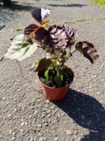 KINROŽĖ pelkinė (HIBISCUS moscheutos) - Image 3
