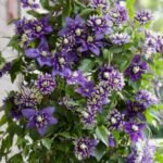 Ragainė (Clematis) “Taiga”