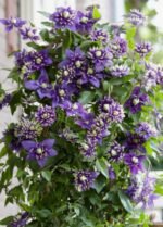 Ragainė (Clematis) “Taiga”