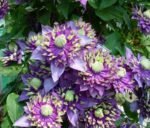Ragainė (Clematis) “Taiga” - Image 2