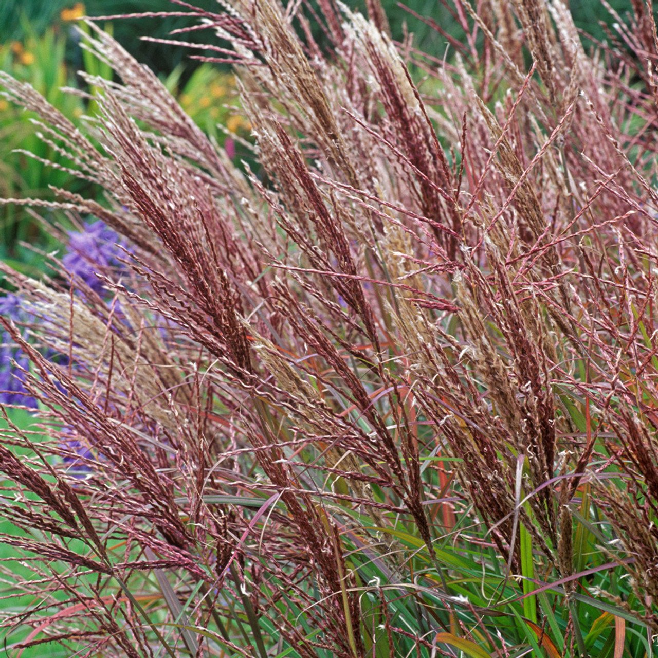 Miscanthus_sin_Ferner_Osten_0014524__60444 Rytinio mistiko miskantas ‘Ferner Osten’ - Image 1