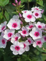Šluotelinė floksa ‘Early® Blush Pop’