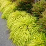 Aukso spalvos hakonechloa - Image 3