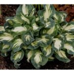 Sieboldo hosta ‘Hans’