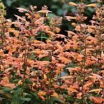 Agastache hybrida Mango Tango - Image 3