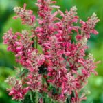 Meksikos agastachas ‘Red Fortune’