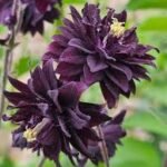 Paprastasis raktažiedis ‘Black Barlow’