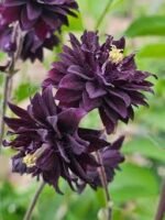 Paprastasis raktažiedis ‘Black Barlow’