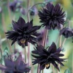 Paprastasis raktažiedis ‘Black Barlow’ - Image 2