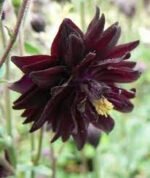Paprastasis raktažiedis ‘Black Barlow’ - Image 3