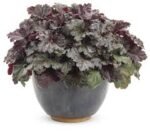 Mišrioji heuchera ‘Black Pearl’ - Image 3
