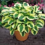 Hosta hibridas ‘Brim Cup’