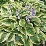 Hosta hibridas ‘Brim Cup’ - Image 2