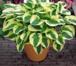Hosta hibridas ‘Brim Cup’ - Image 3