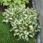Hosta hibridas ‘Fire & Ice’