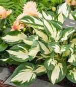Hosta hibridas ‘Fire & Ice’ - Image 2