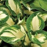 Sieboldo hosta ‘Hans’ - Image 2