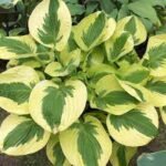 Sieboldo hosta ‘Hans’ - Image 3