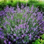 Paprastoji levanda ‘Hidcote’ - Image 2