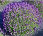 Paprastoji levanda ‘Hidcote’ - Image 3