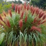 Pluoksnialapis miskantas ‘Red Chief’ - Image 2