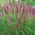 Pluoksnialapis miskantas ‘Red Chief’