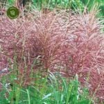 Pluoksnialapis miskantas ‘Red Chief’ - Image 3
