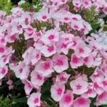 Šluotelinė floksa ‘Flame® Pro Soft Pink’